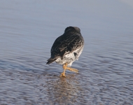 Calidris maritima13sty3